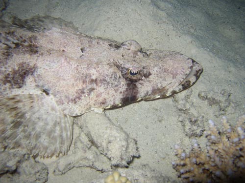 crocodile fish 3.jpg